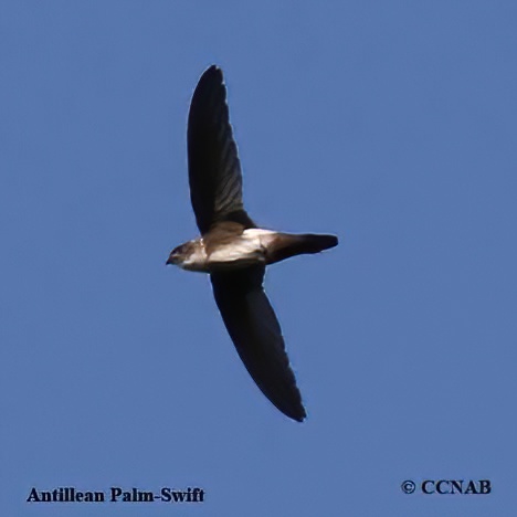 Antillean Palm-Swift