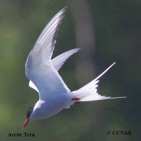 Birds of North America