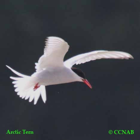 Birds of North America