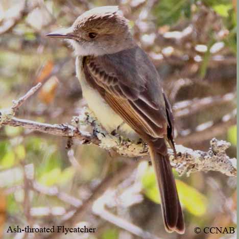 Birds of North America