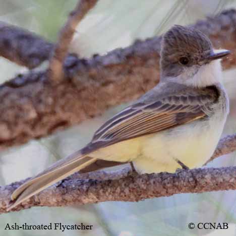 Birds of North America