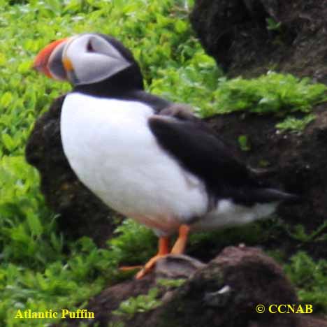 Atlantic Puffin