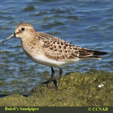 Baird's Sandpiper