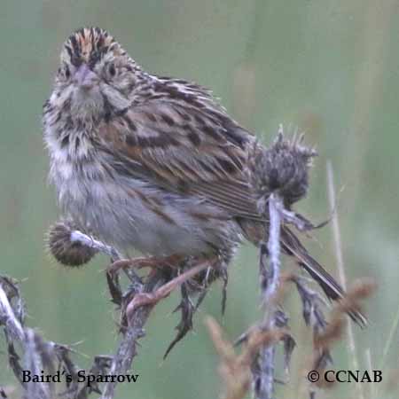 North American Birds songs and calls