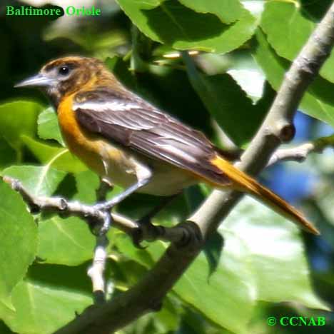 Birds of North America