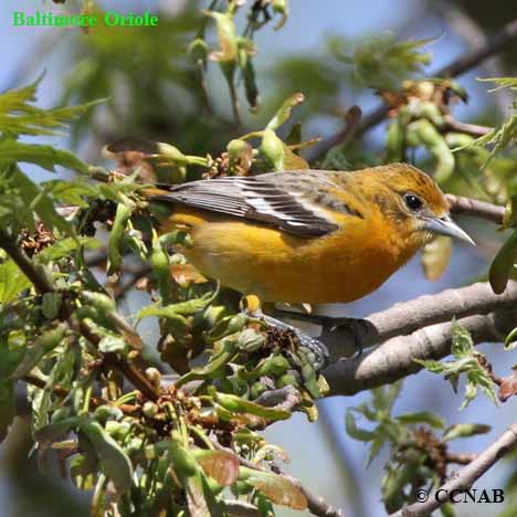 Birds of North America