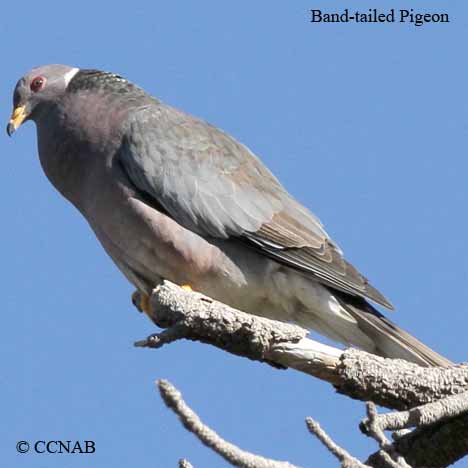 North American pigeons