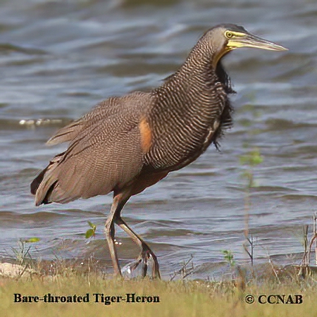 Bare-throated Tiger-Heron