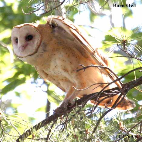 Birds of North America