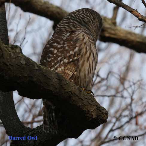 Birds of North America