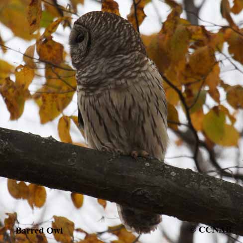 Birds of North America