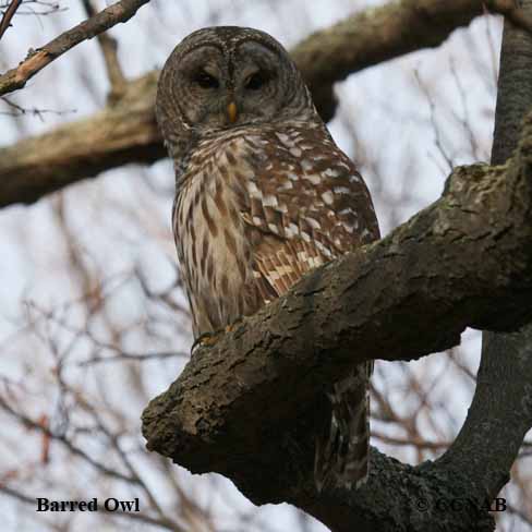 Birds of North America