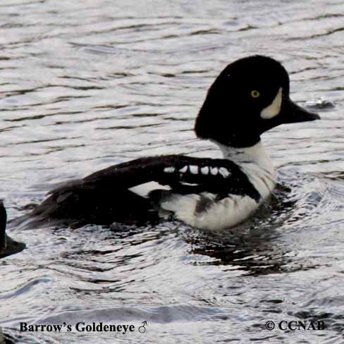 Birds of North America