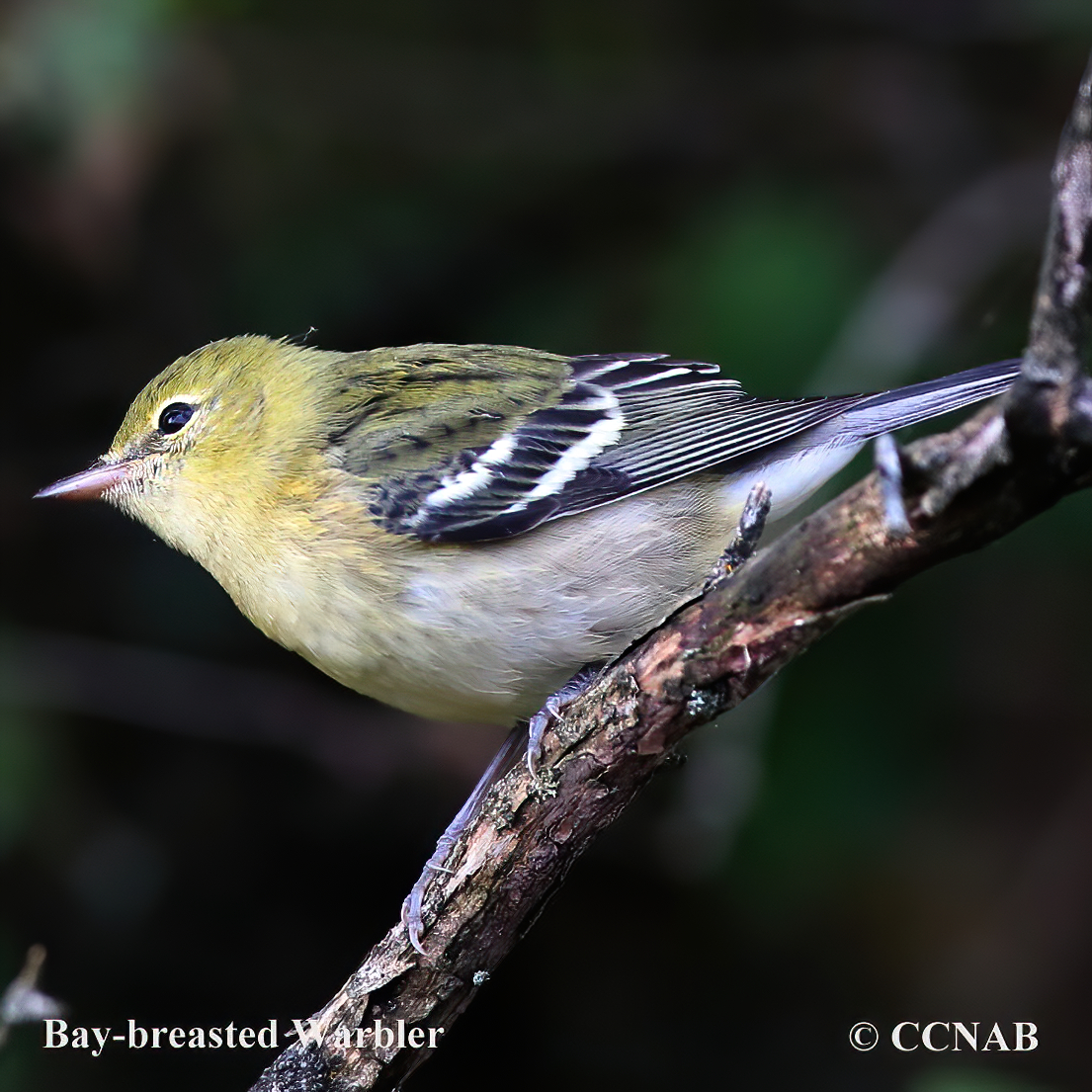 Bay-breasted Warbler (Setophaga Castanea) - North American Warblers ...