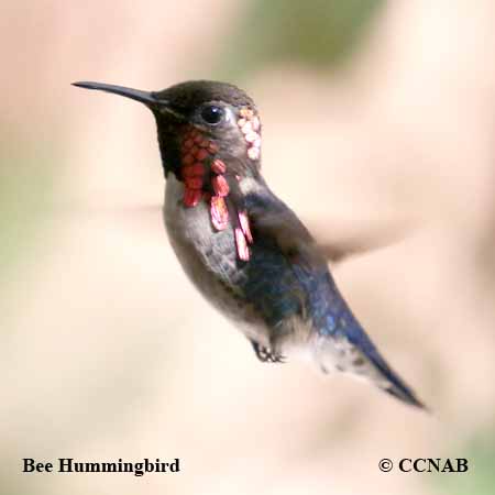 Bee Hummingbird