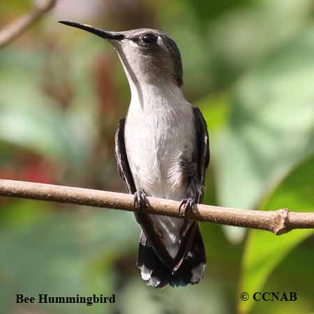 Bee Hummingbird