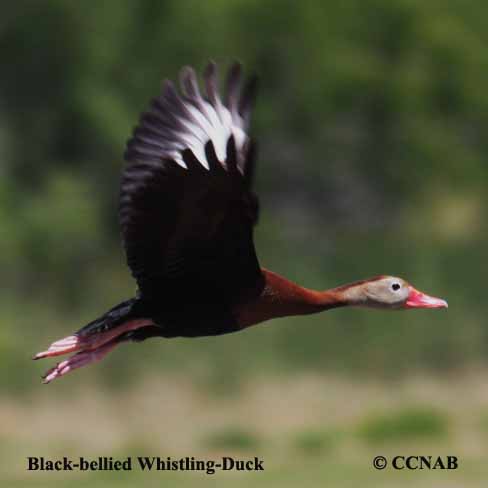 Birds of North America