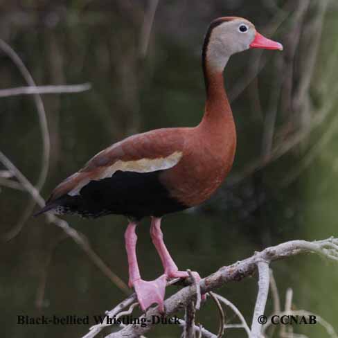 Birds of North America