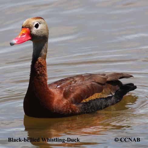 Birds of North America