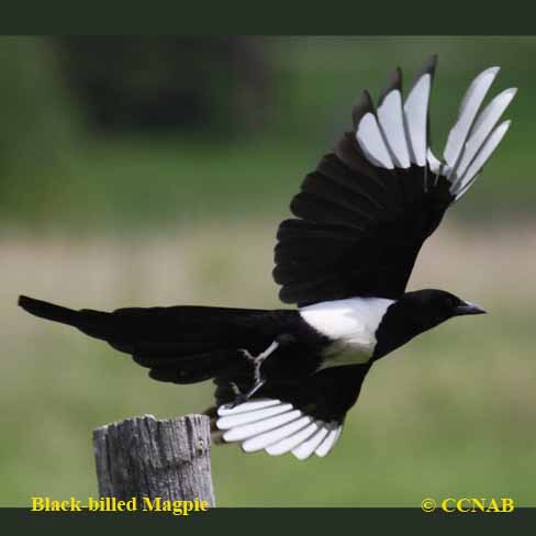 Black-billed Magpie - North American Birds - Birds of North America