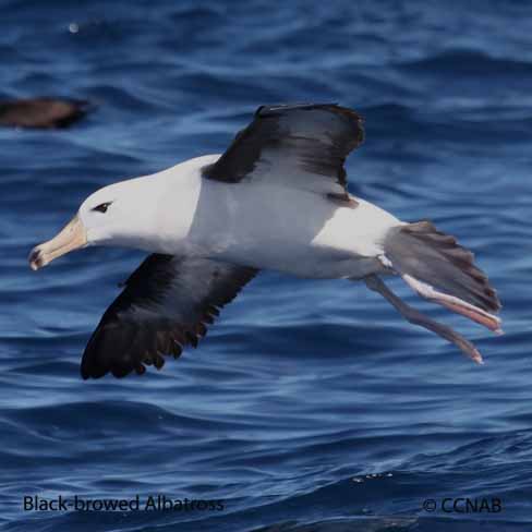 Birds of North America