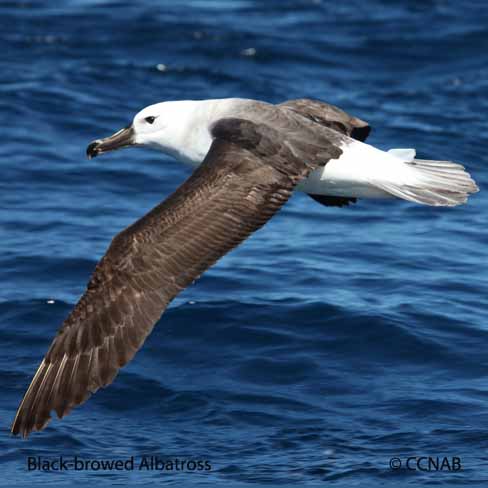 Birds of North America