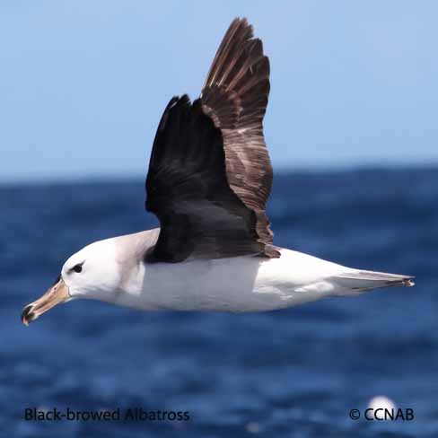 Birds of North America