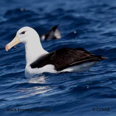 Birds of North America