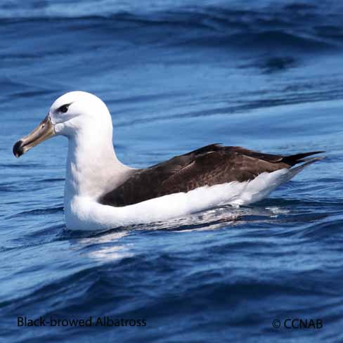 Birds of North America