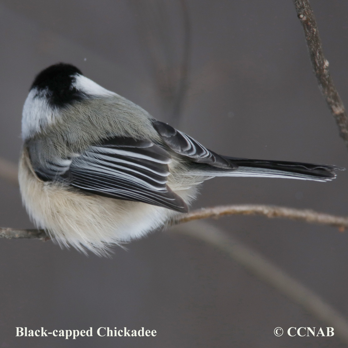 Birds of North America