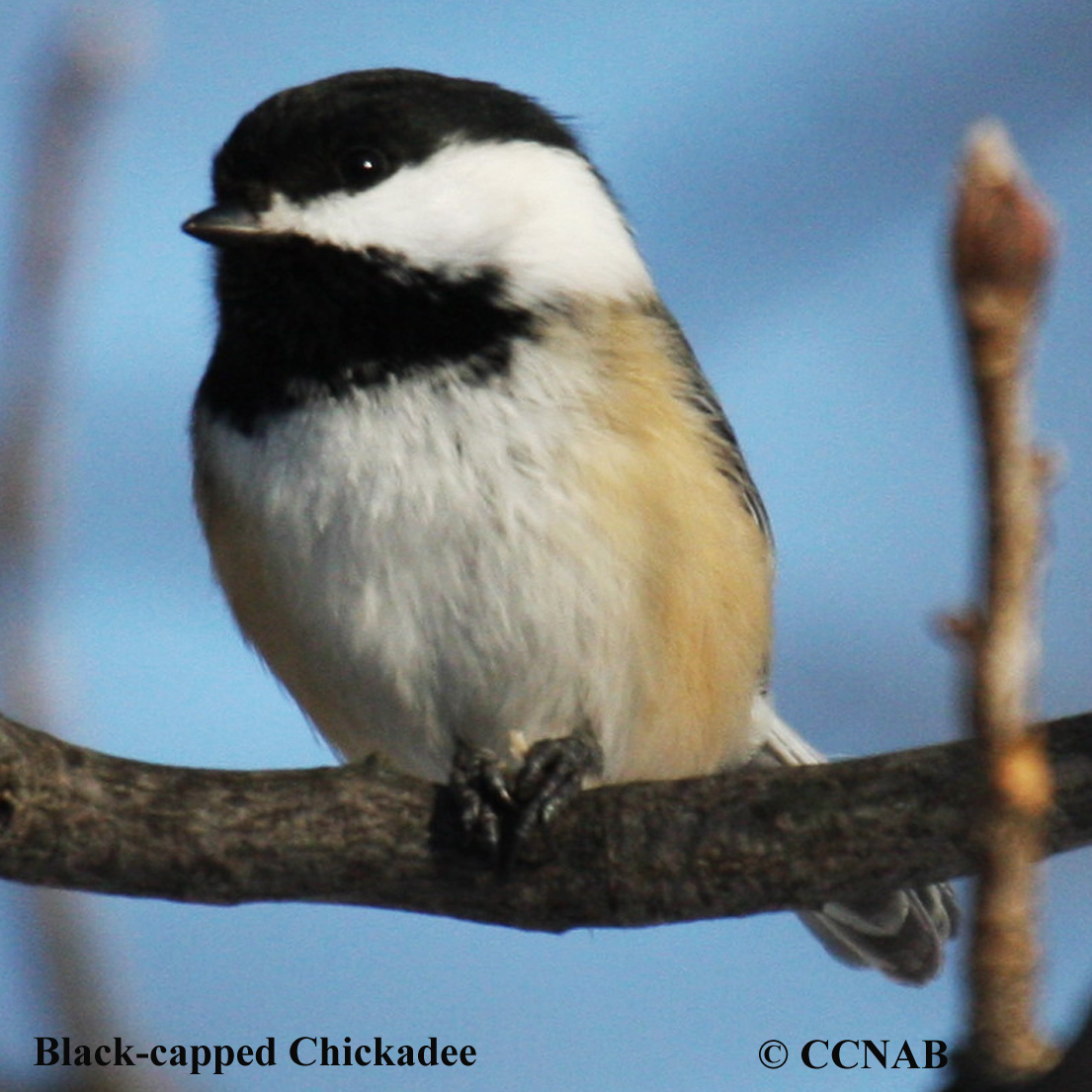 Black-capped Chickadee (Poecile Atricapillus) - North American Birds ...