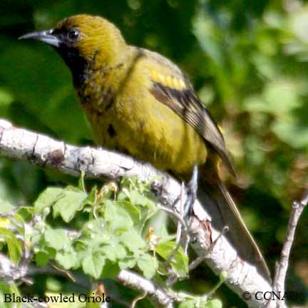 Black-cowled Oriole