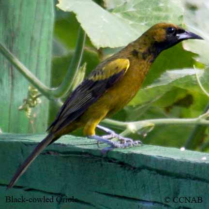 Black-cowled Oriole