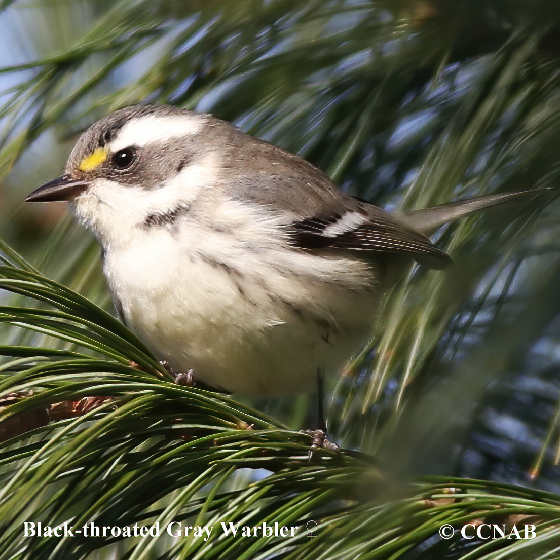 Birds of North America