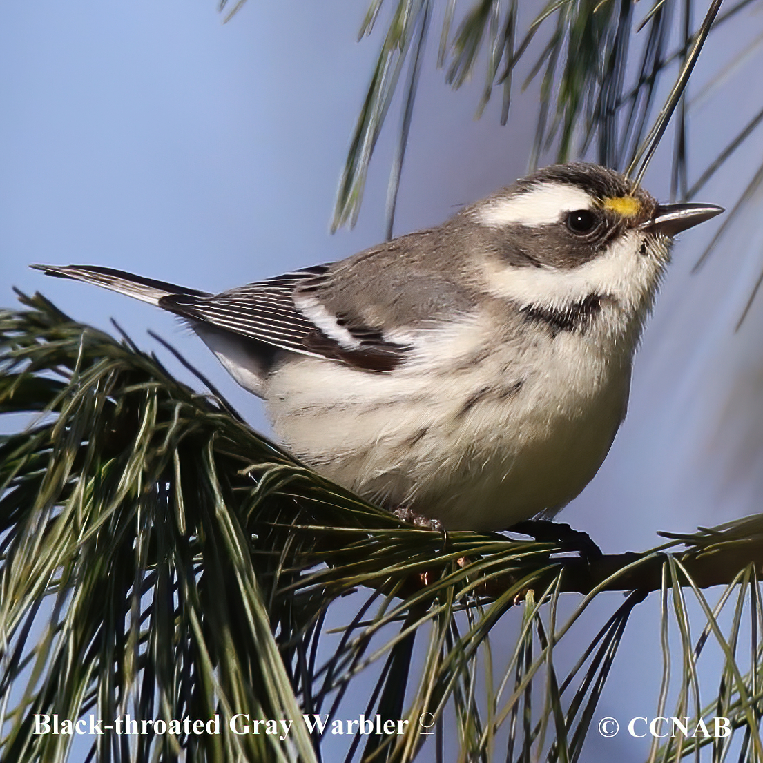 Birds of North America