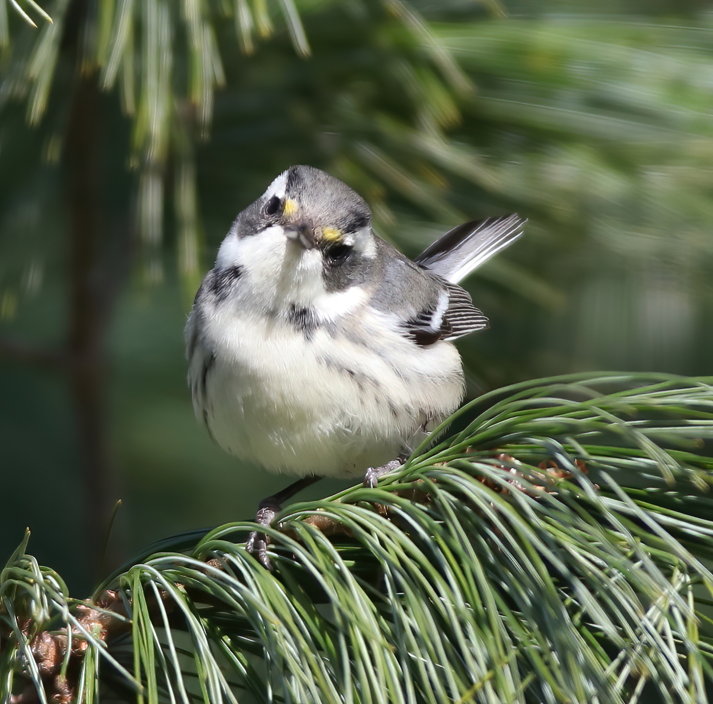 Birds of North America