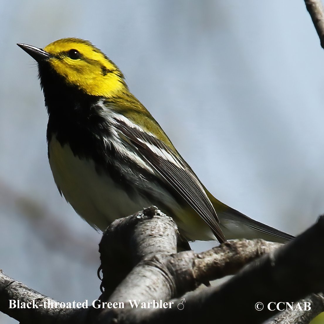 North American Thrushes