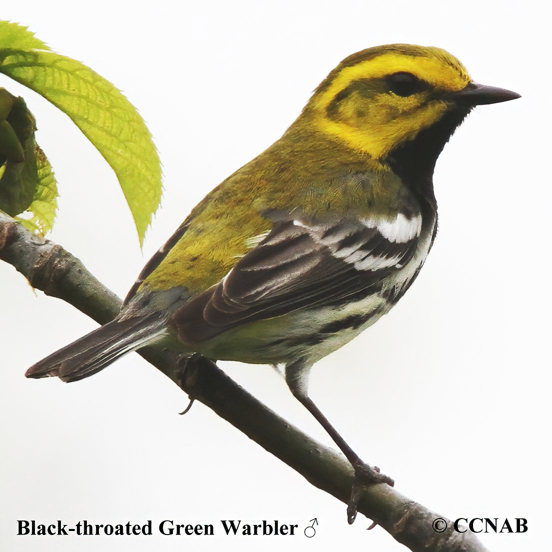 Black-throated Green Warbler