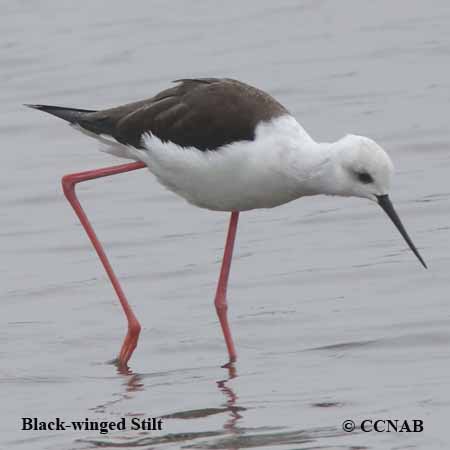 Birds of North America