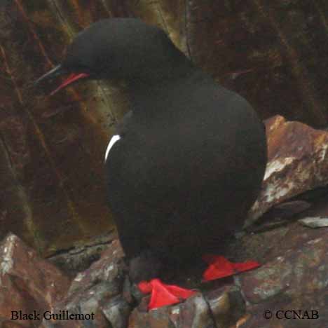 Birds of North America