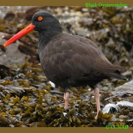 Birds of North America