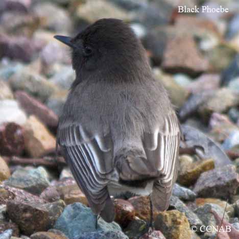 North American Birds