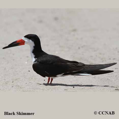 Black Skimmer