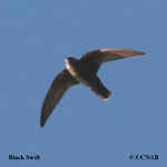 Black Swift