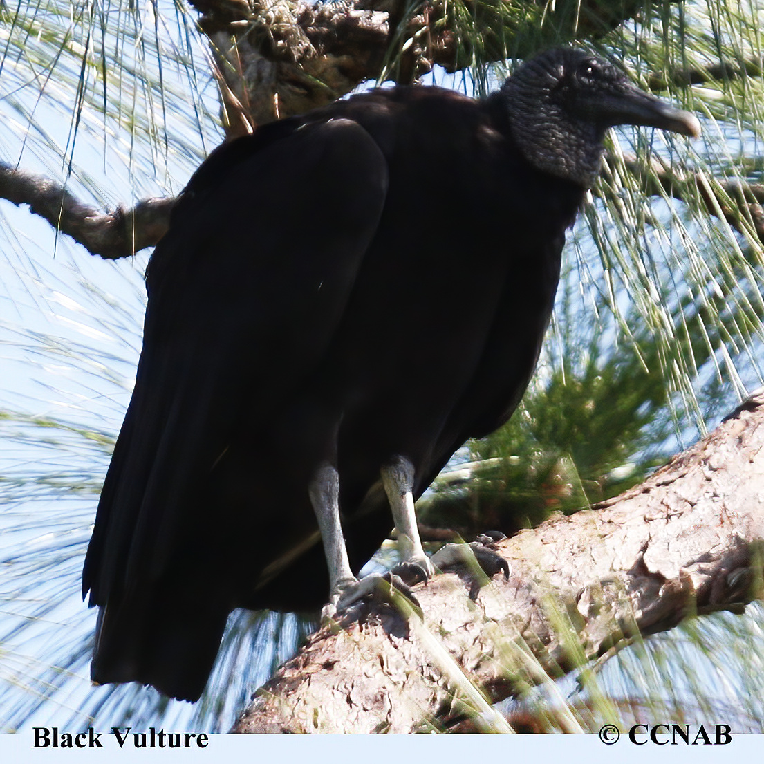 Black Vulture - North American Birds - Birds Of North America