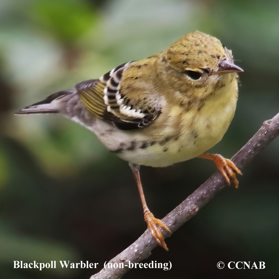 Blackpoll Warbler (Setophaga Striata) - North American Birds - Birds Of ...