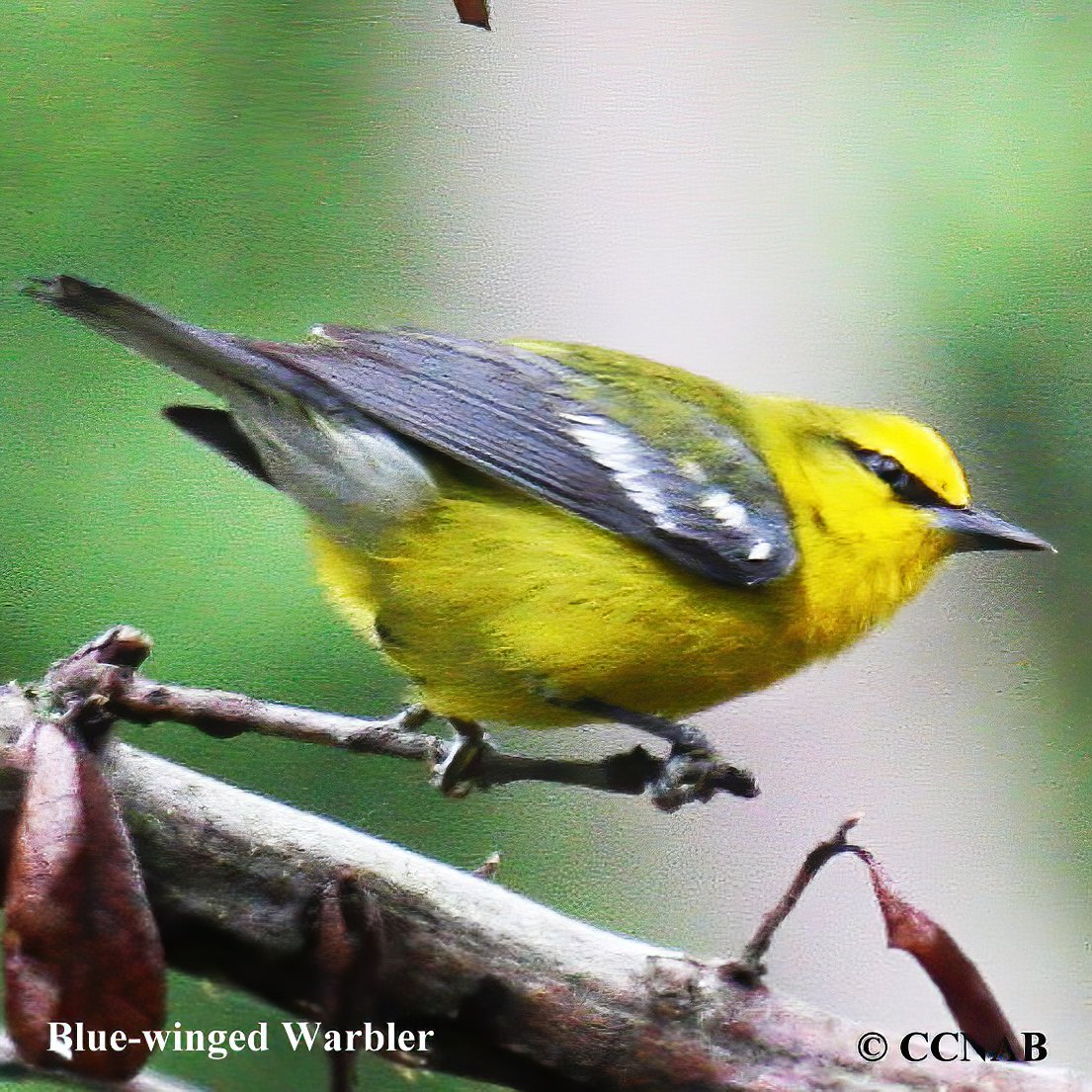 Blue-winged Warbler