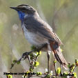 Bluethroat (red-spotted)