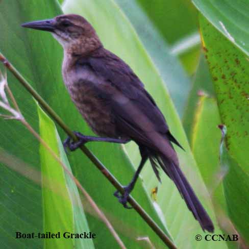 Birds of North America