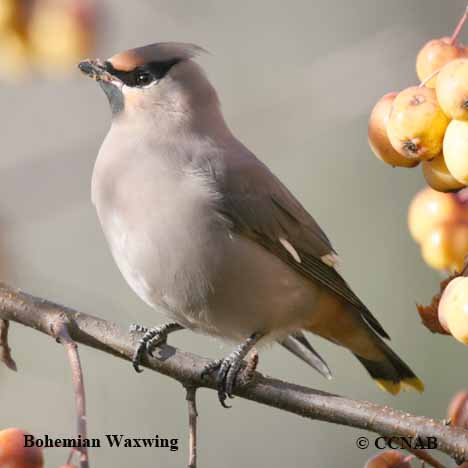 Birds of North America